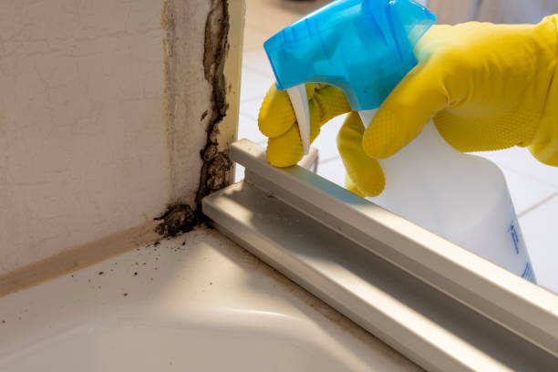 Best Commercial Mold Removal  in Paoli, IN