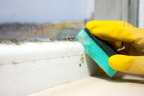 Home Mold Removal in Paoli, IN
